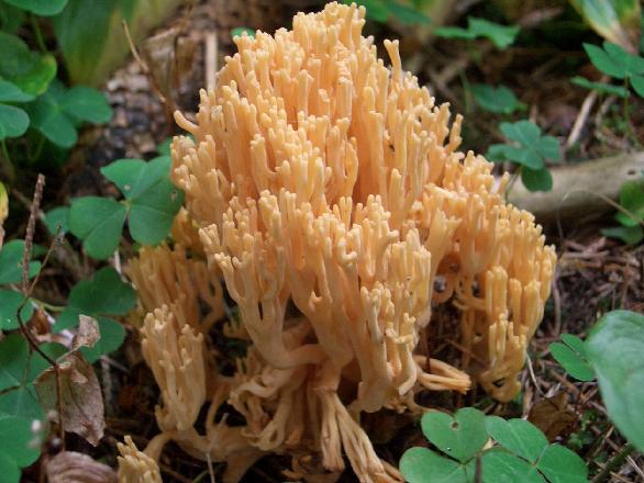 Escursione 11/08/2009